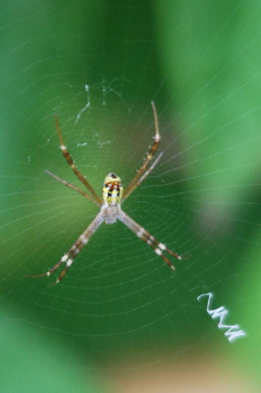 Image of Argiope dang Jäger & Praxaysombath 2009