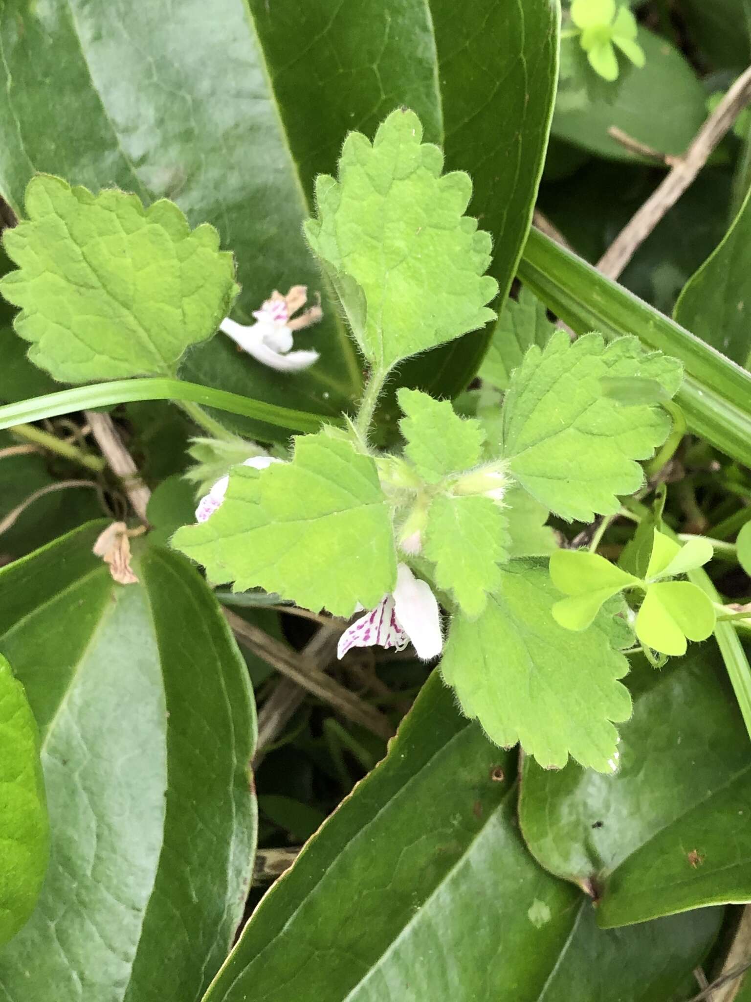 Matsumurella tuberifera (Makino) Makino的圖片