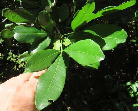 Image of Furry-fruited teclea