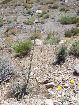 Imagem de Cirsium neomexicanum A. Gray