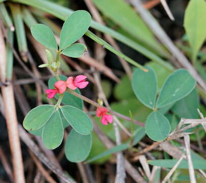 Indigofera trifoliata L.的圖片