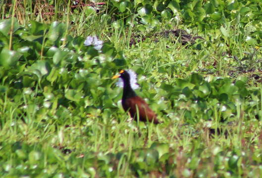 Image of Jacana Brisson 1760