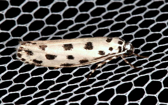 Ethmia sphaerosticha Meyrick 1886的圖片