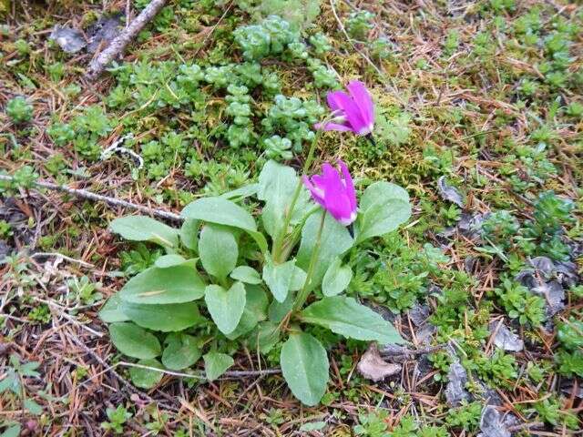 Plancia ëd Dodecatheon austrofrigidum K. L. Chambers