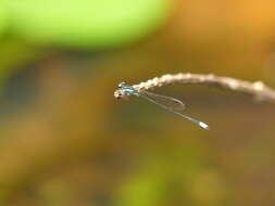 Image of Acanthagrion speculum Garrison 1985