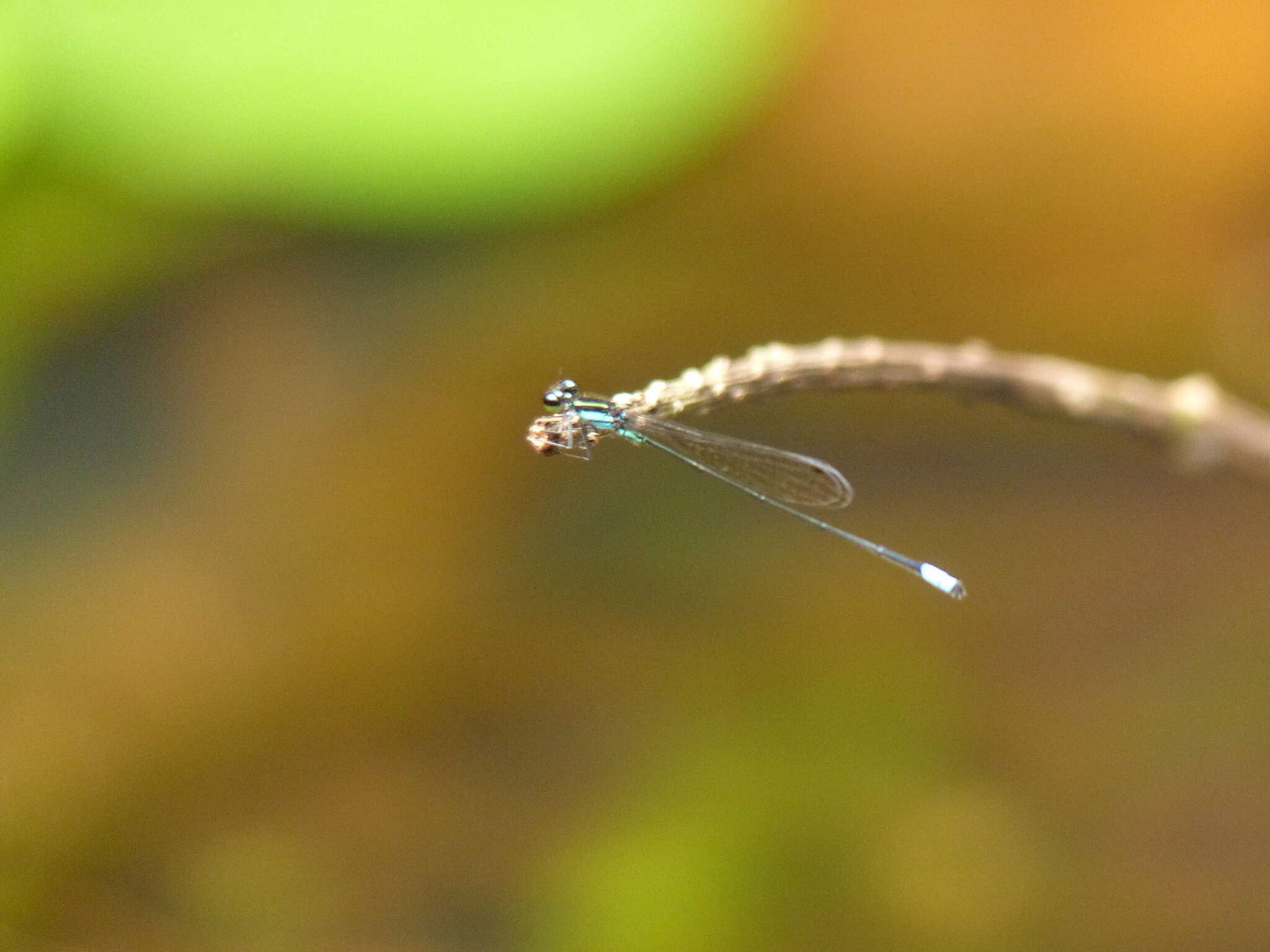 Image of Acanthagrion speculum Garrison 1985