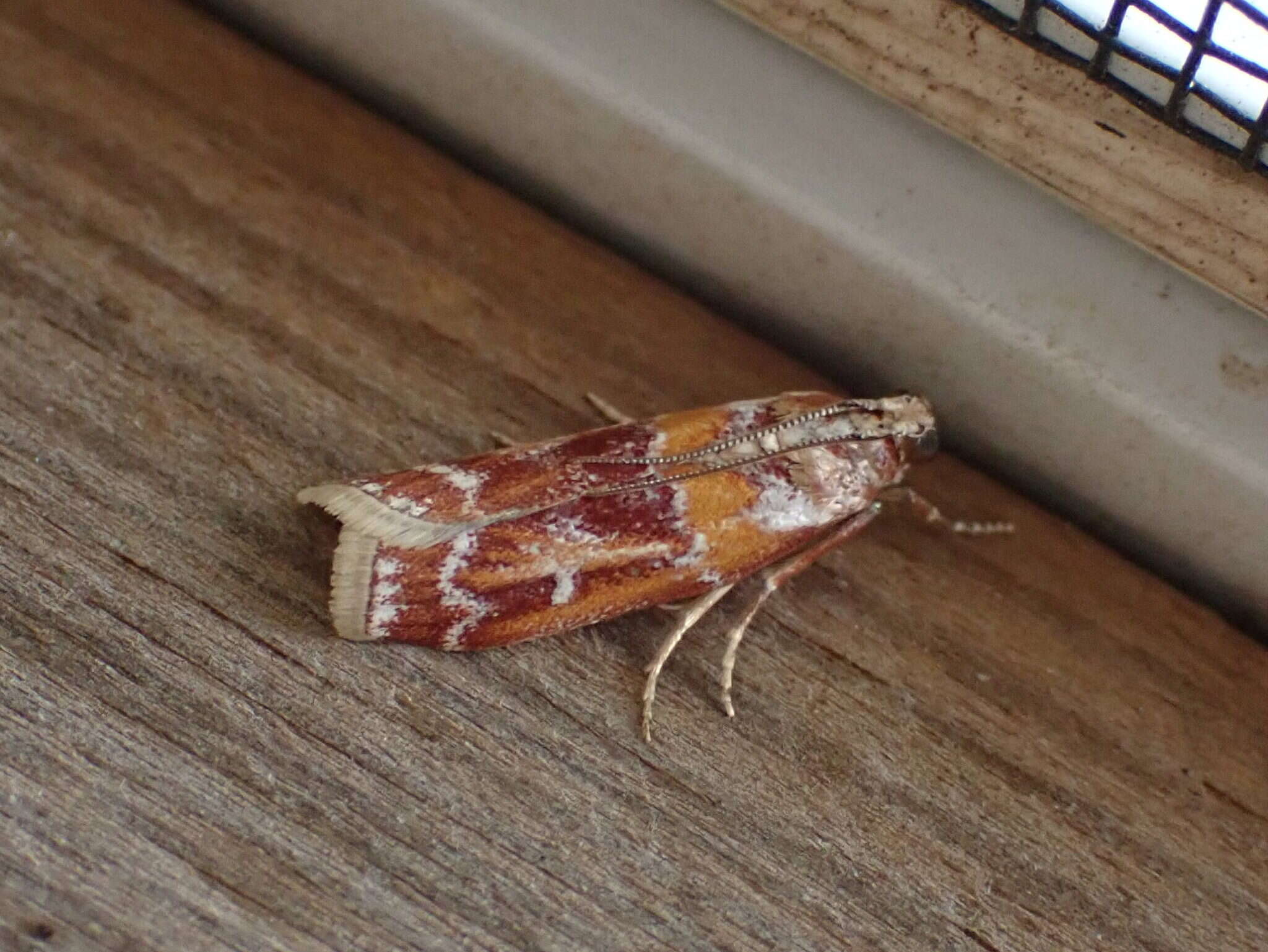 Image of Webbing Coneworm Moth