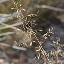 Image of Eragrostis bicolor Nees