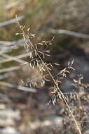 Image de Eragrostis bicolor Nees