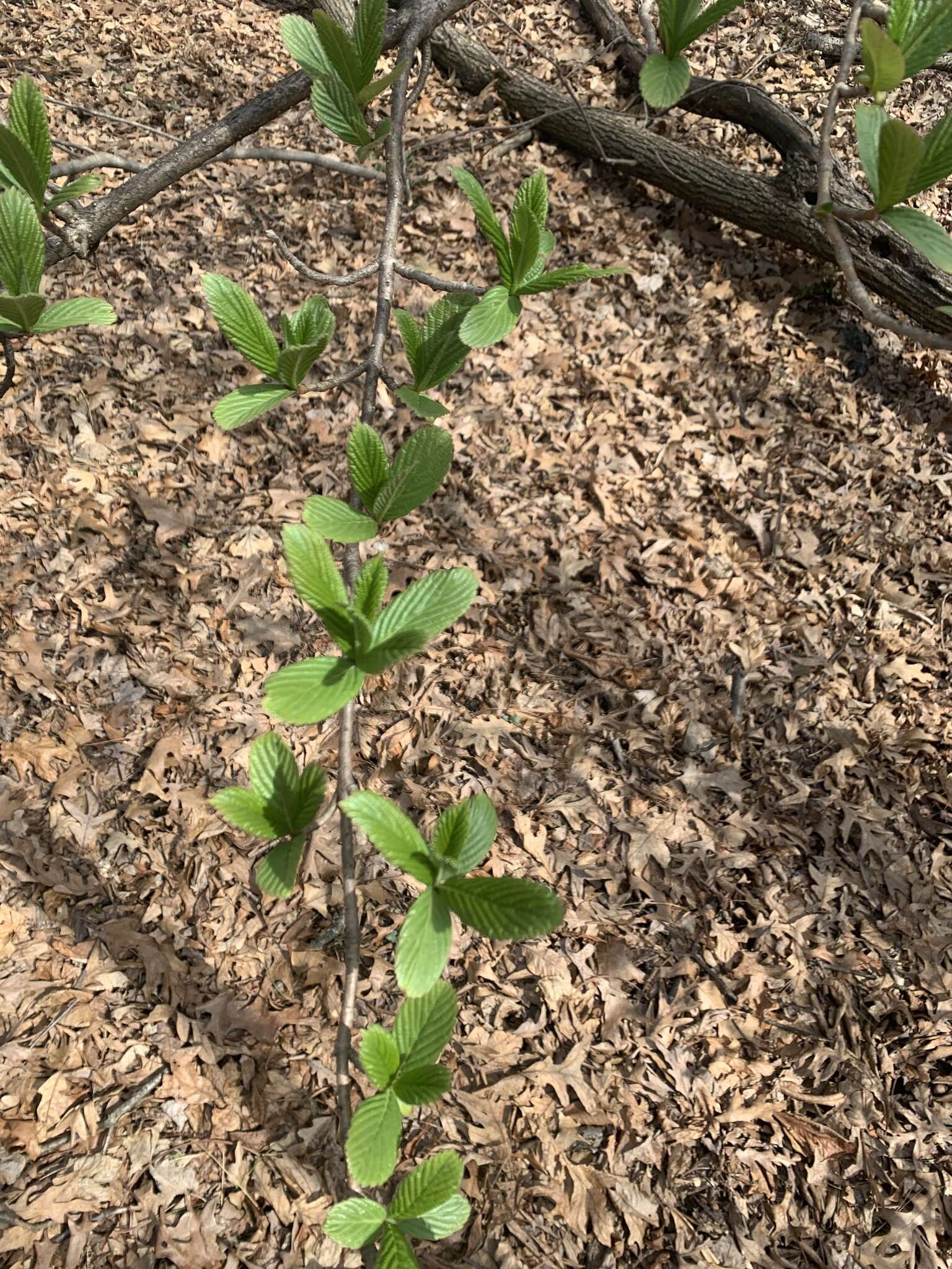 Image of Siebold's arrowwood