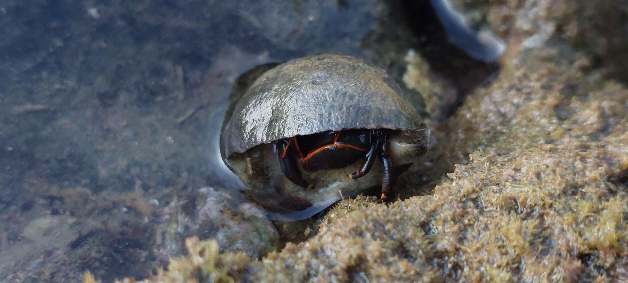 Слика од Calcinus obscurus Stimpson 1859