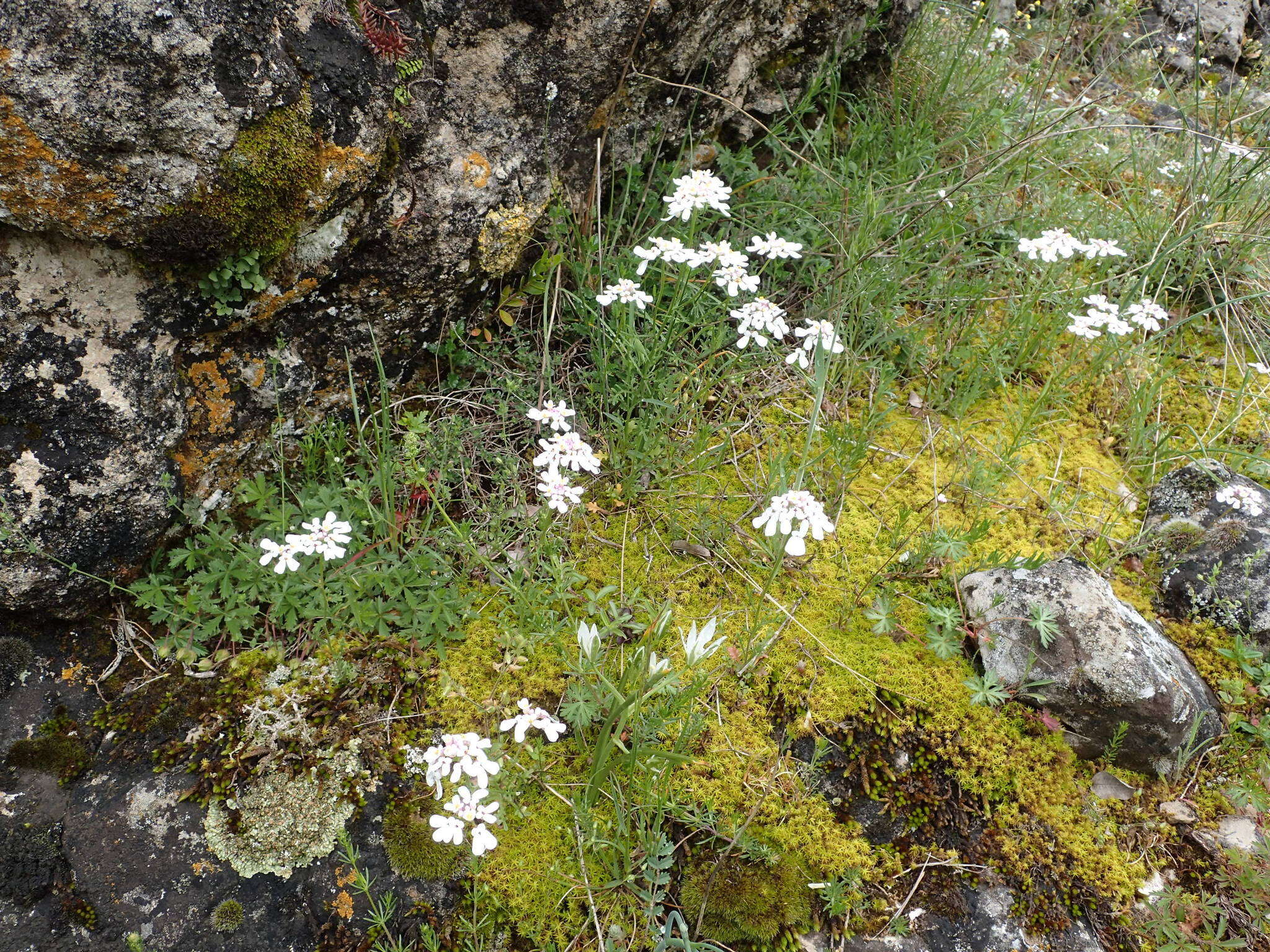 Imagem de Iberis pinnata L.