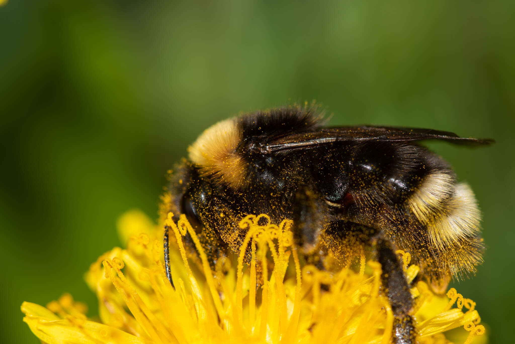 Image of Bombus sylvestris (Lepeletier 1832)