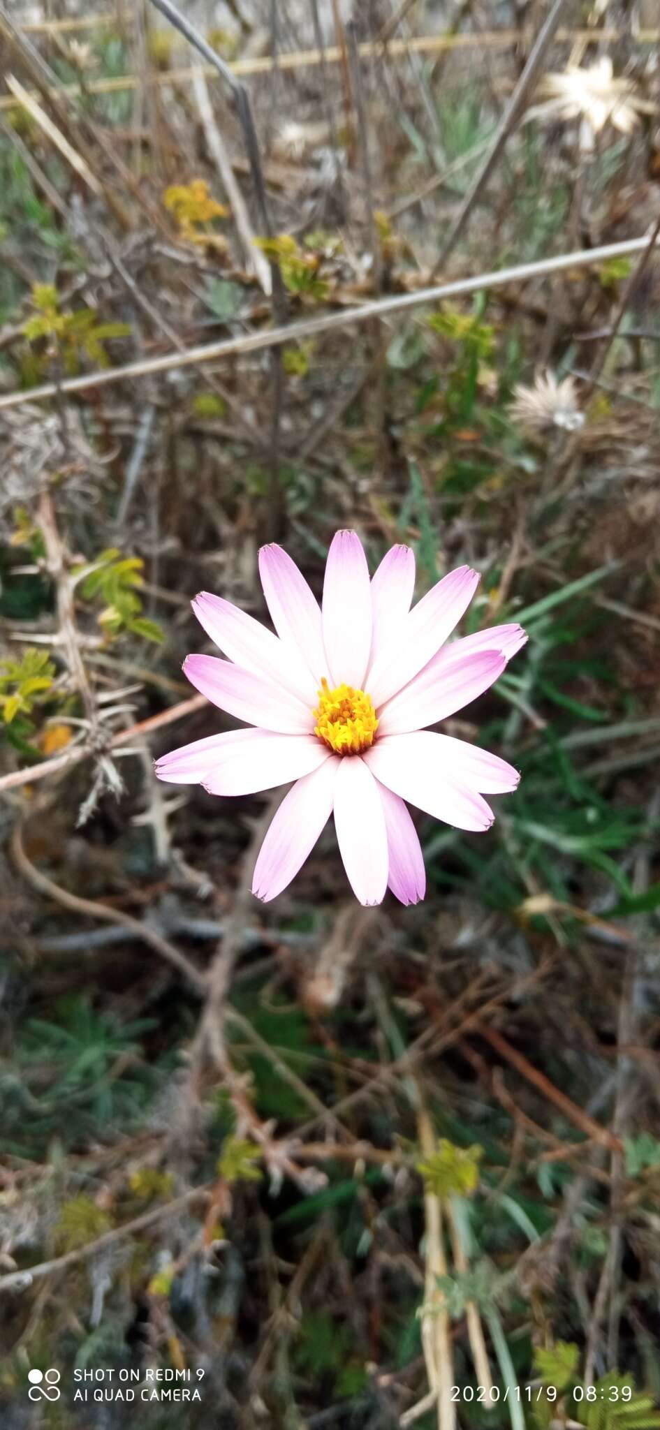 Image of Onoseris hyssopifolia Kunth