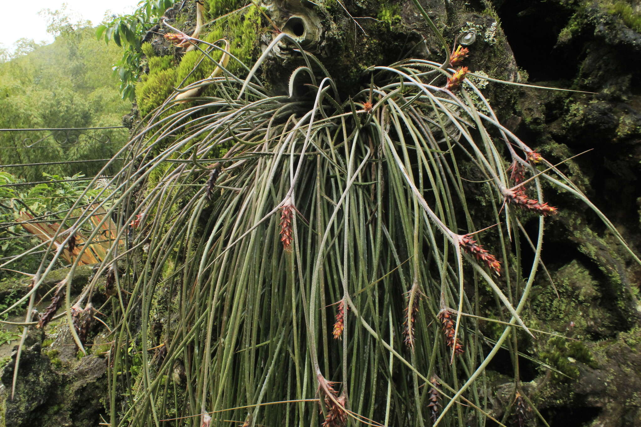 Image de Acanthostachys strobilacea (Schult. & Schult. fil.) Klotzsch