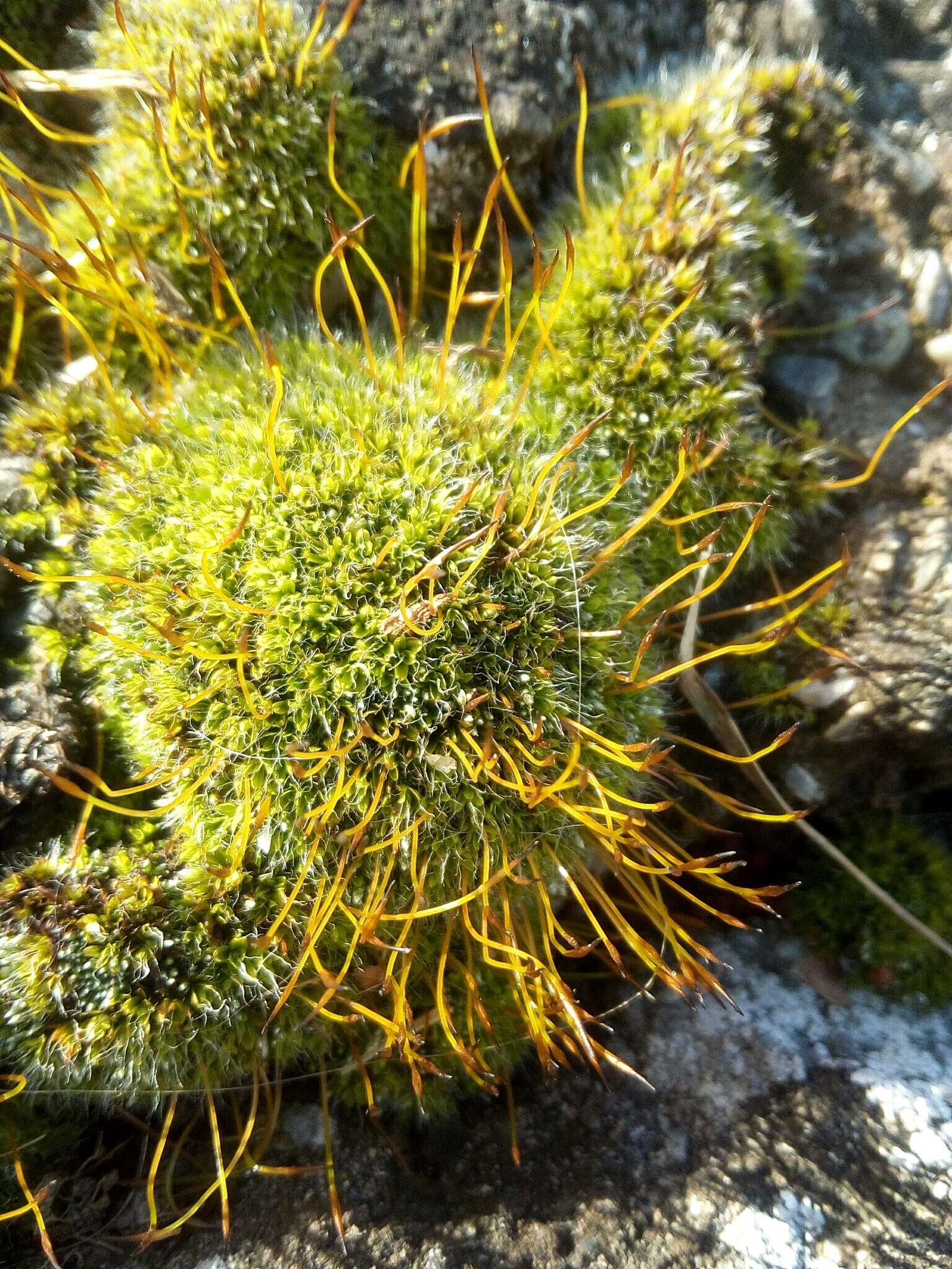 泛生牆苔的圖片