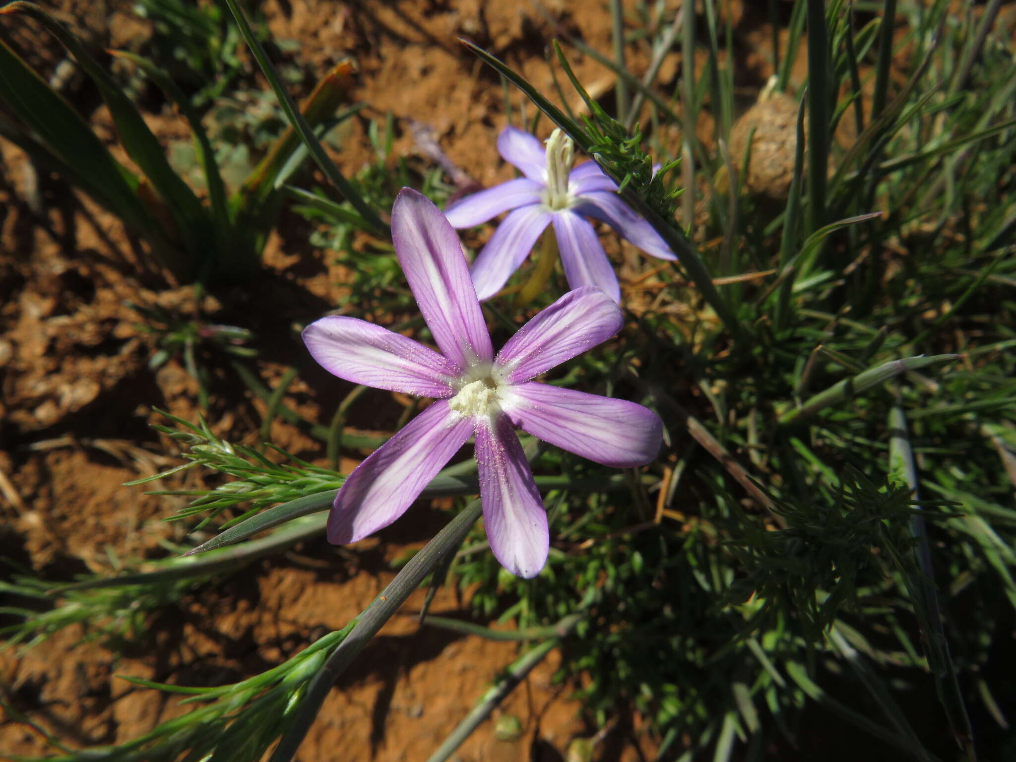 Image of Romulea hantamensis (Diels) Goldblatt