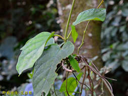 Image de Jasminanthes mucronata (Blanco) W. D. Stevens & P. T. Li