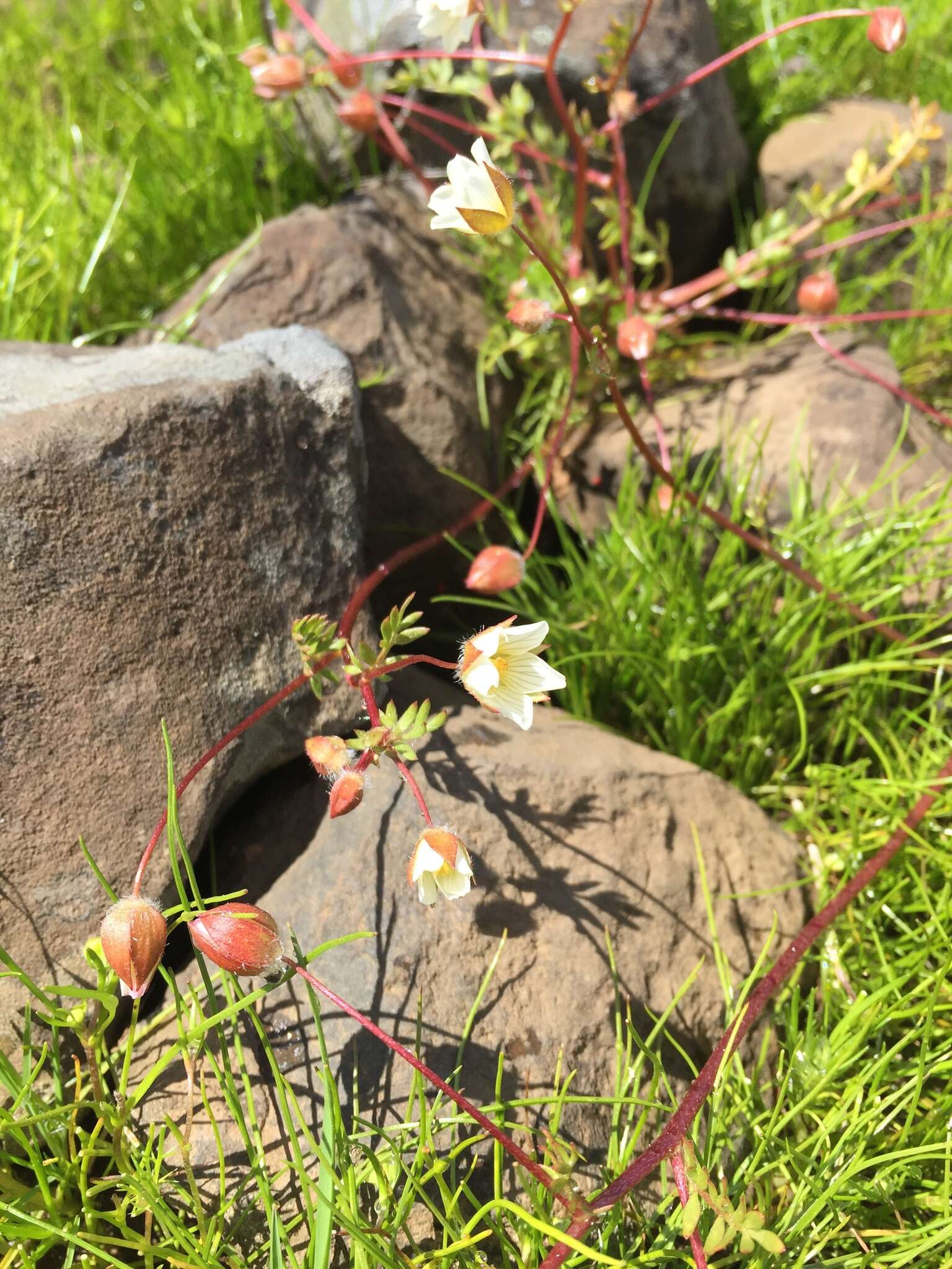 Image of Butte County meadowfoam