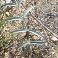 Imagem de Astragalus arizonicus A. Gray