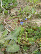 Image of Veronica acinifolia L.