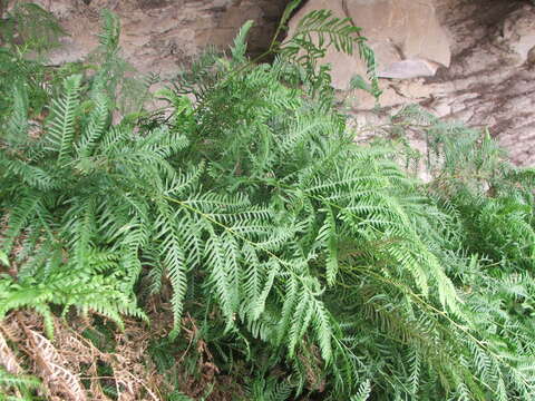 Imagem de Pteris dentata Forsk.