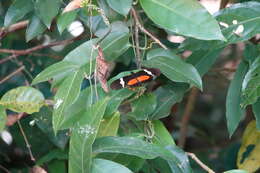 Image of Heliconius clysonymus montanus Salvin 1871