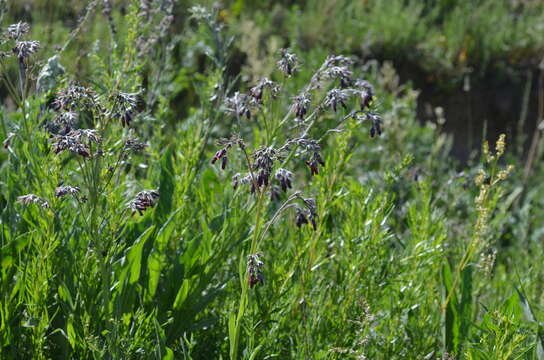 Image of Cynoglossum stylosum Karelin & Kirilov