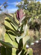 Image of mountain sandalwood