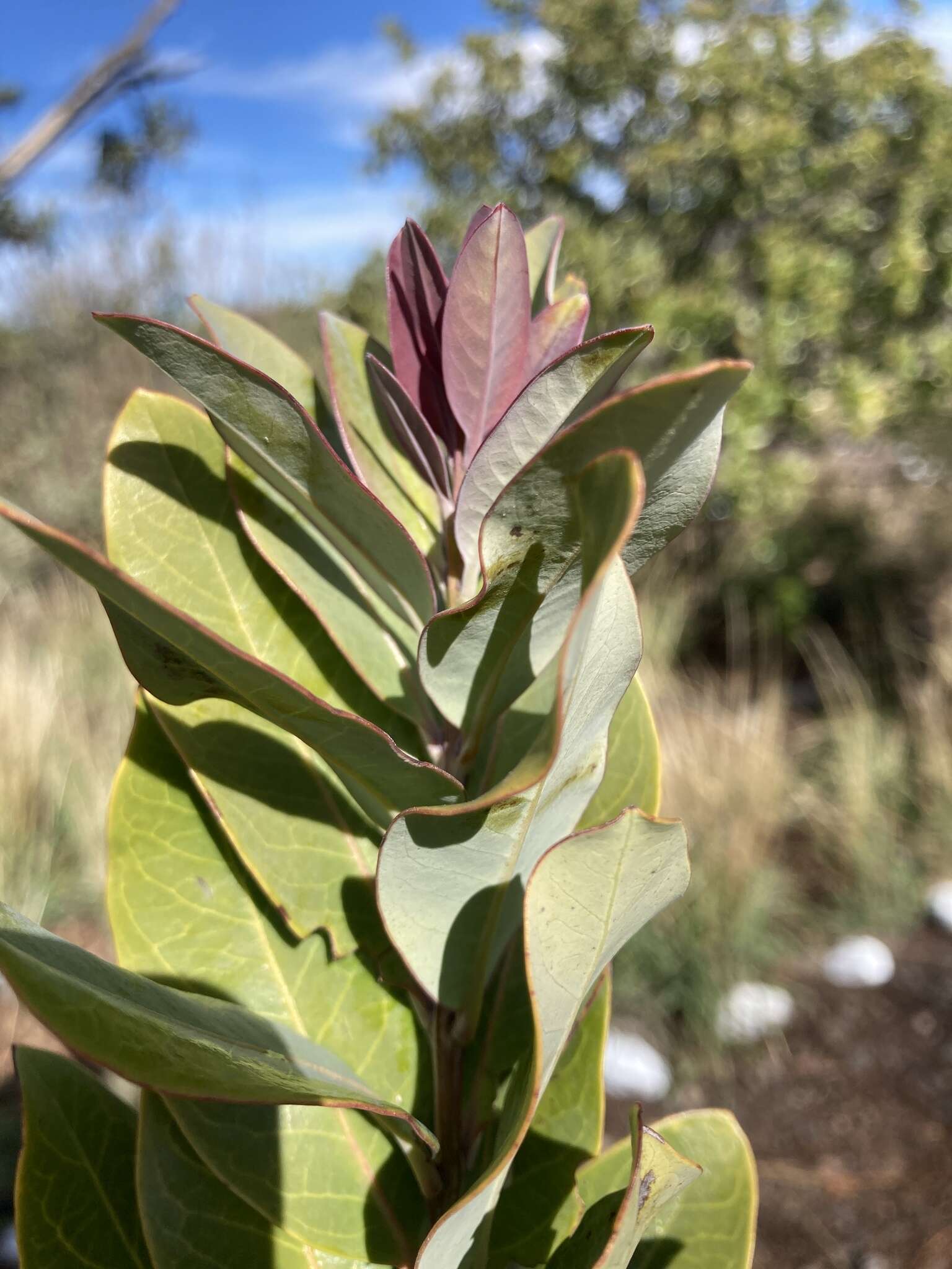 Image of mountain sandalwood