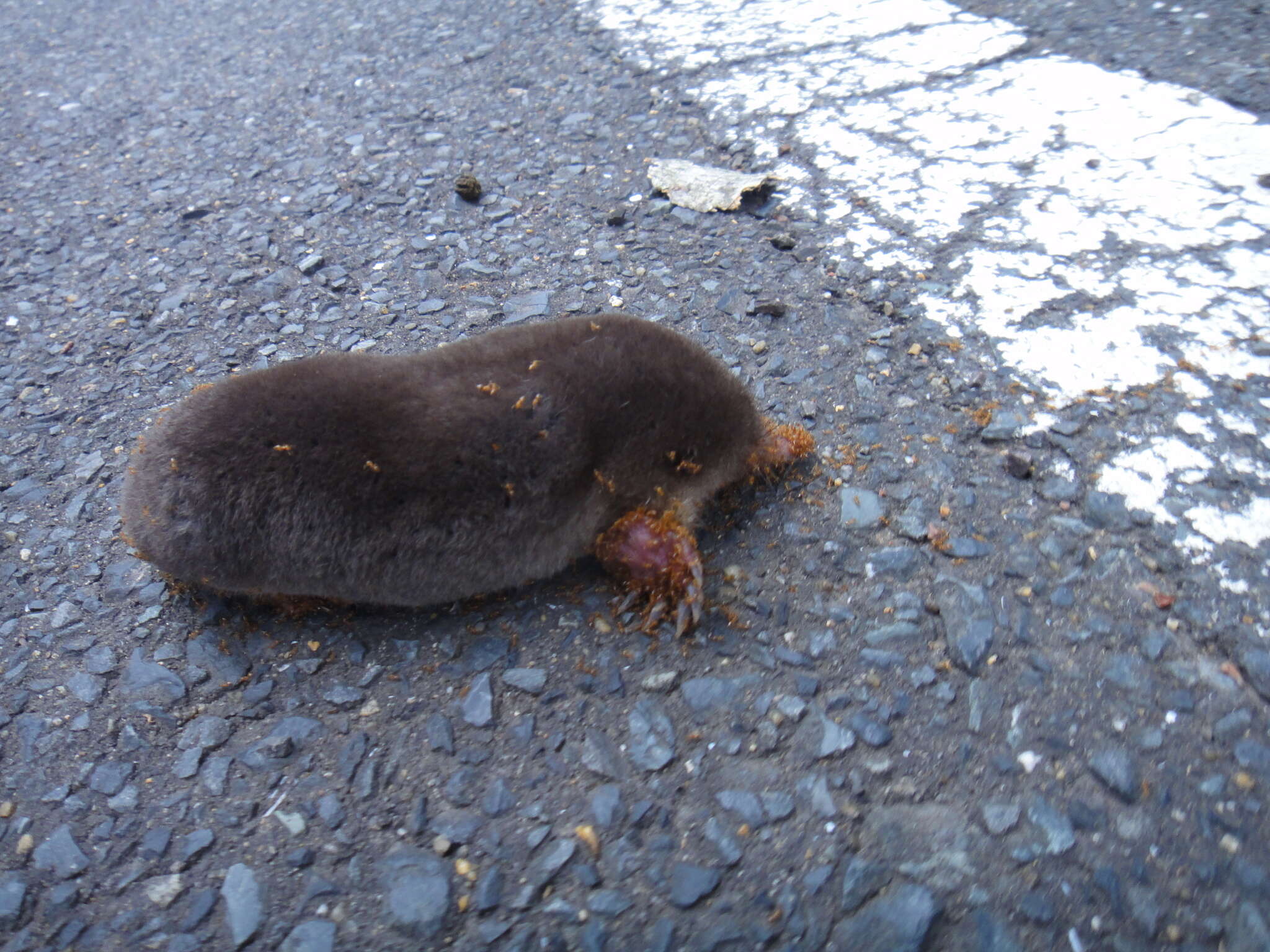 Image of Japanese Mole