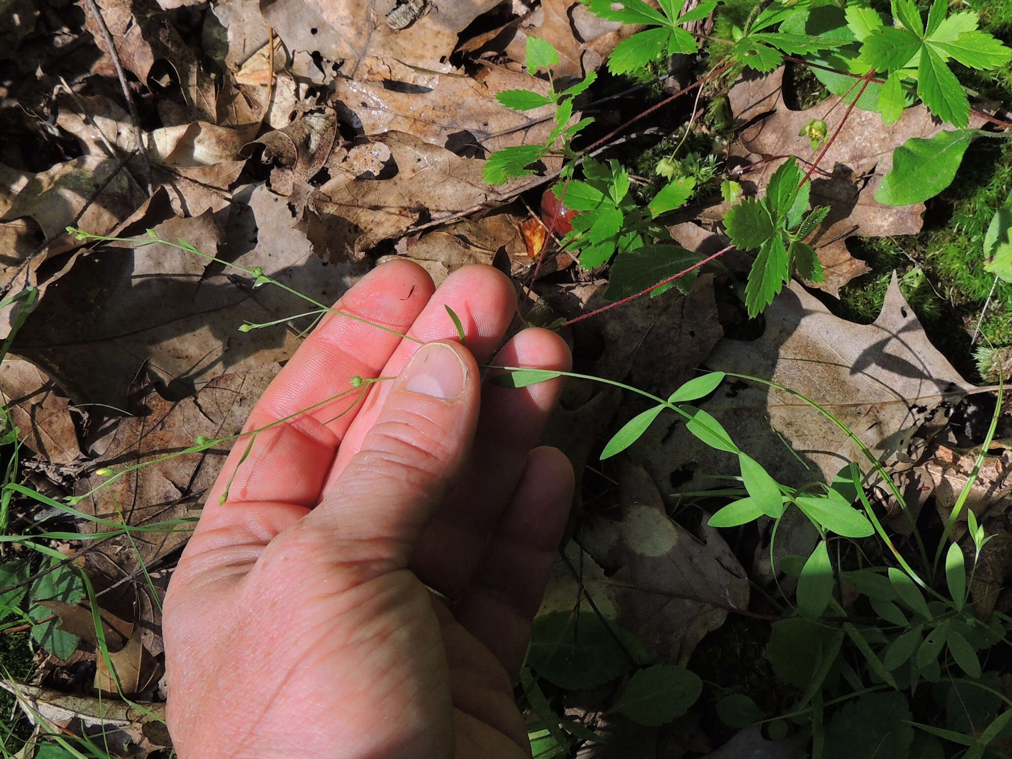 صورة Linum virginianum L.