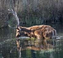 Image of Swamp Deer