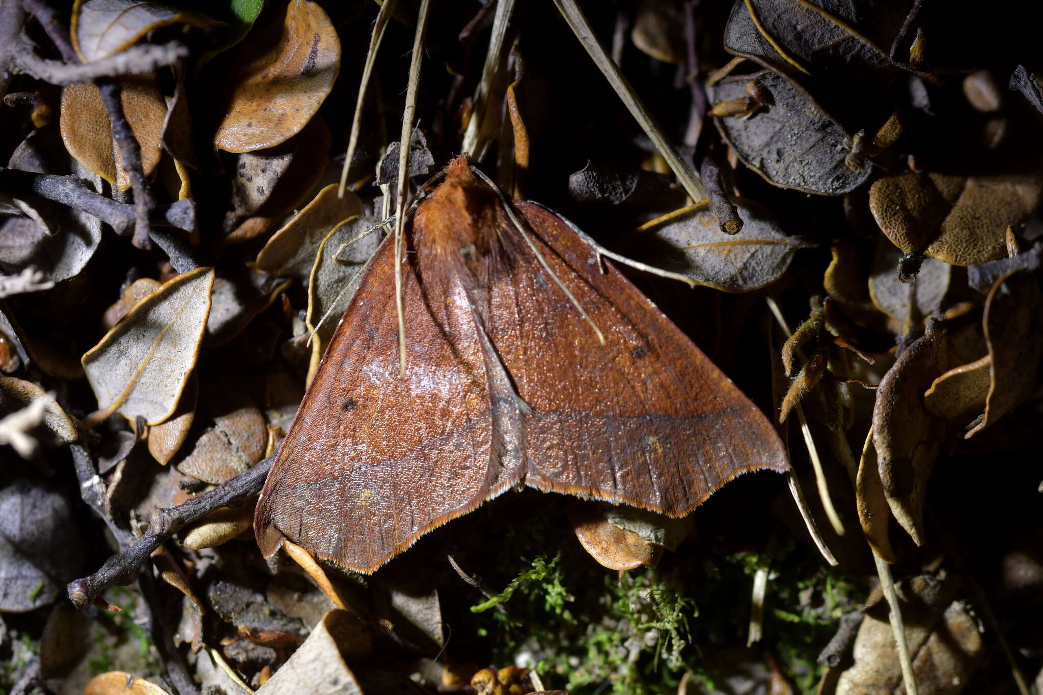 Image of Ischalis nelsonaria Felder 1873