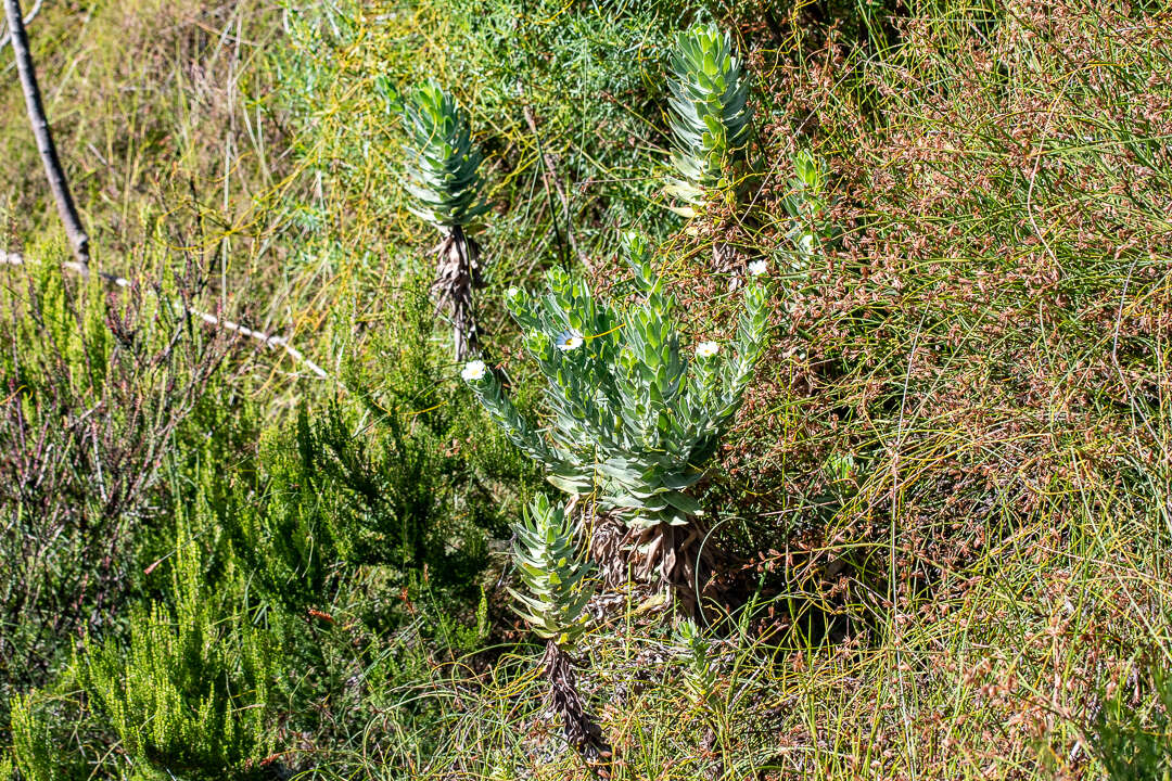 Imagem de Osmitopsis asteriscoides (L.) C. F. Less.