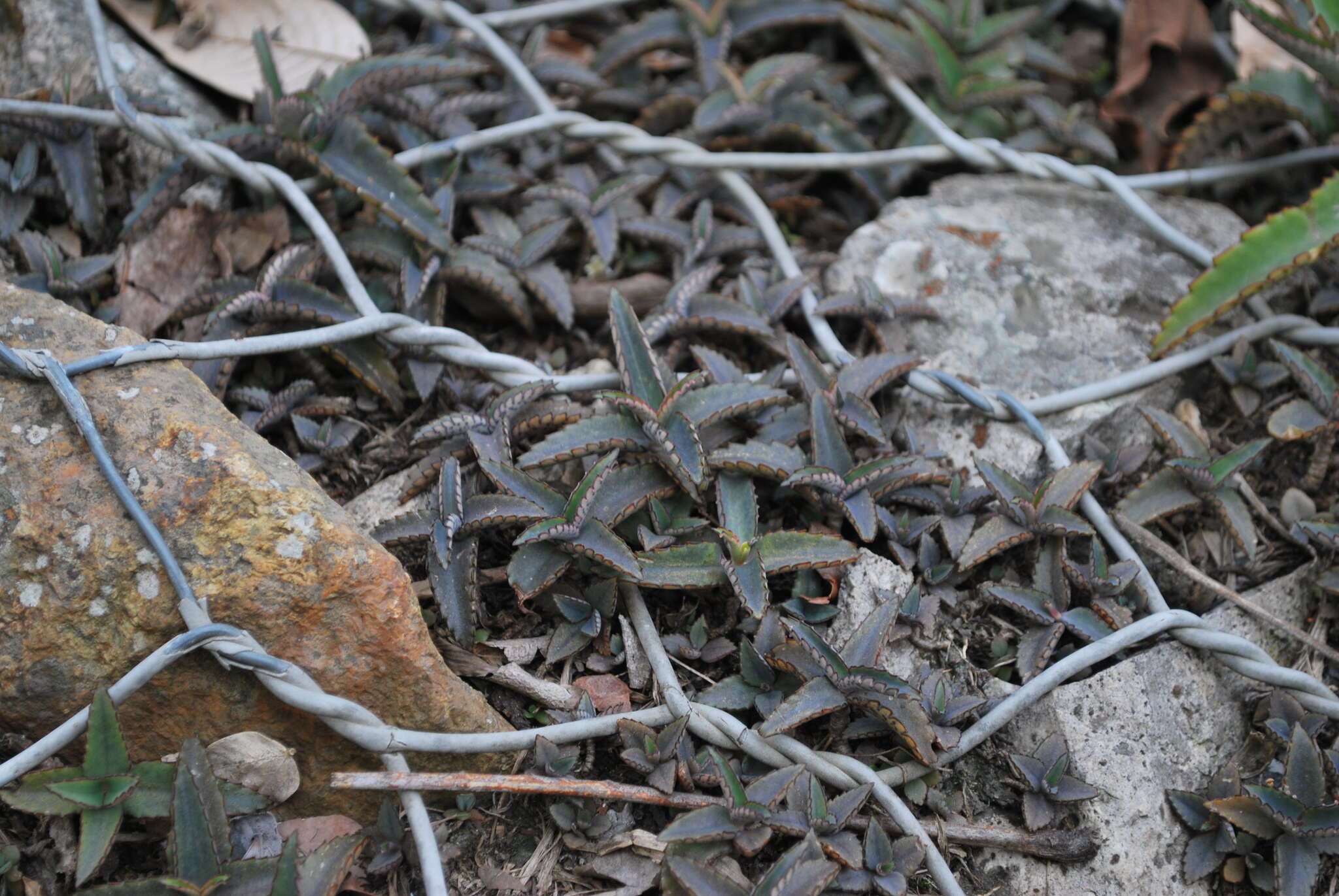 Image of devil's backbone