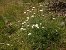 Sivun Achillea chamaemelifolia Pourr. kuva