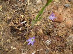 Image de Brodiaea orcuttii (Greene) Baker