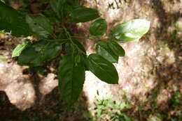 Rhamnus glandulosa Ait. resmi