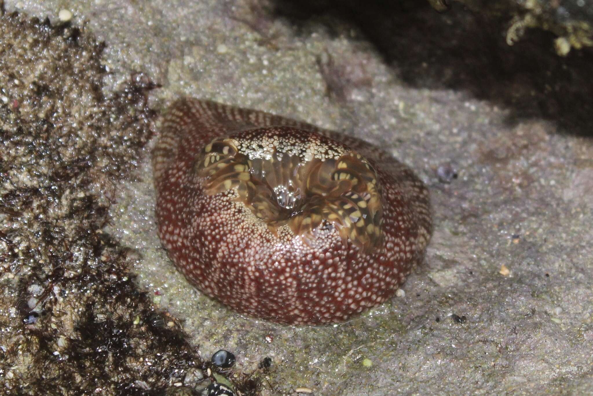 Image of red warty anemone