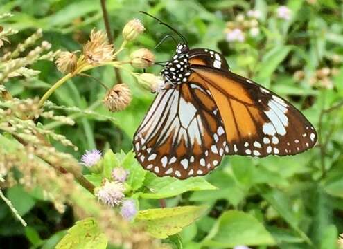 Image of Danaus (Salatura) affinis malayana (Fruhstorfer 1899)