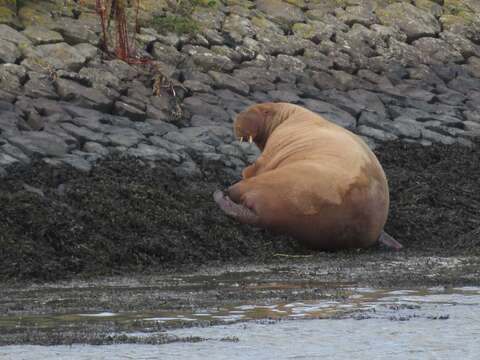 Image of walrus