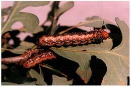 Image of Anisota manitobensis McDunnough 1921