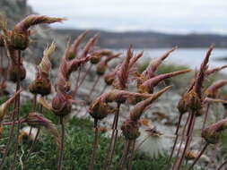 Image of entireleaf mountain-avens