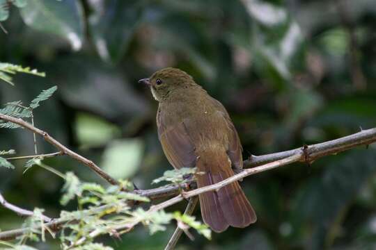 Image of Little Greenbul