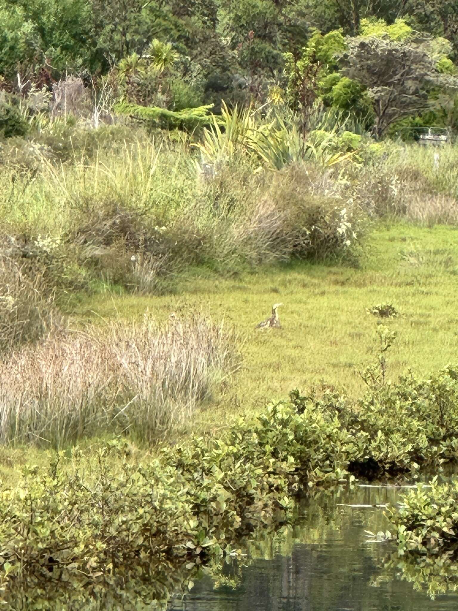 Image of Australasian Bittern