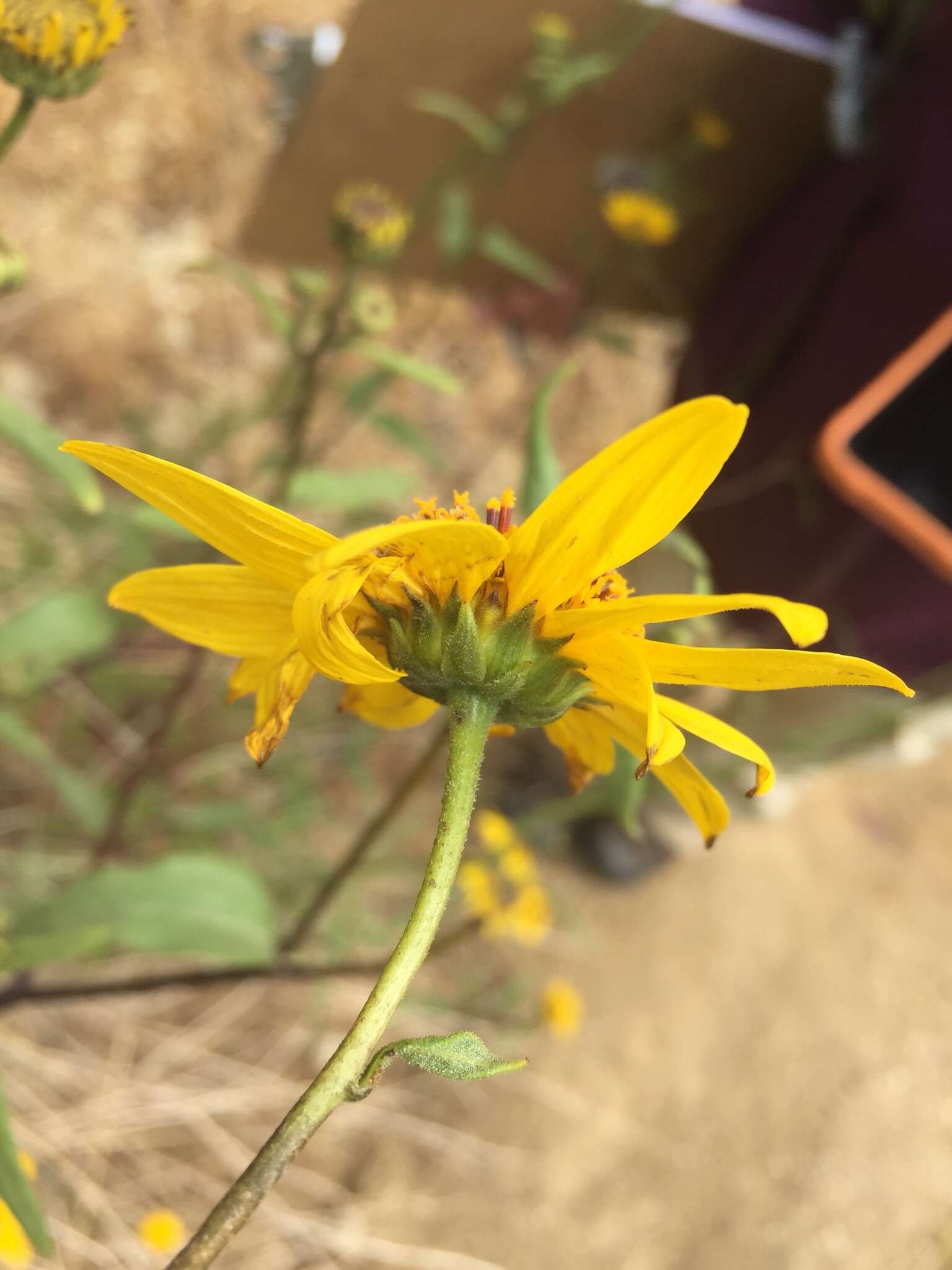 Image of slender sunflower