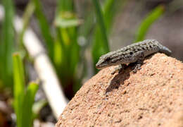 Image of Black-spotted Dwarf Gecko