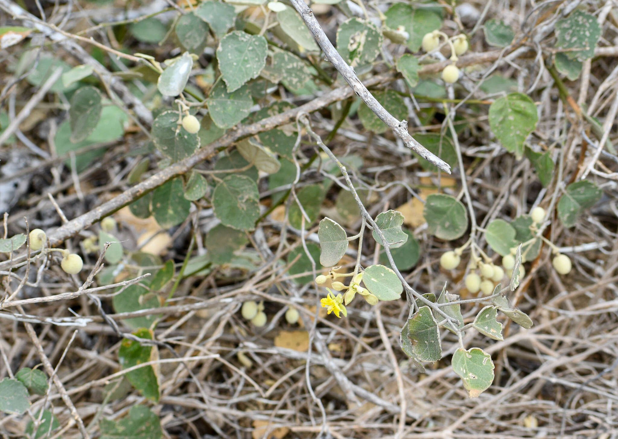 Image of Capparicordis crotonoides (Kunth) Iltis & Cornejo