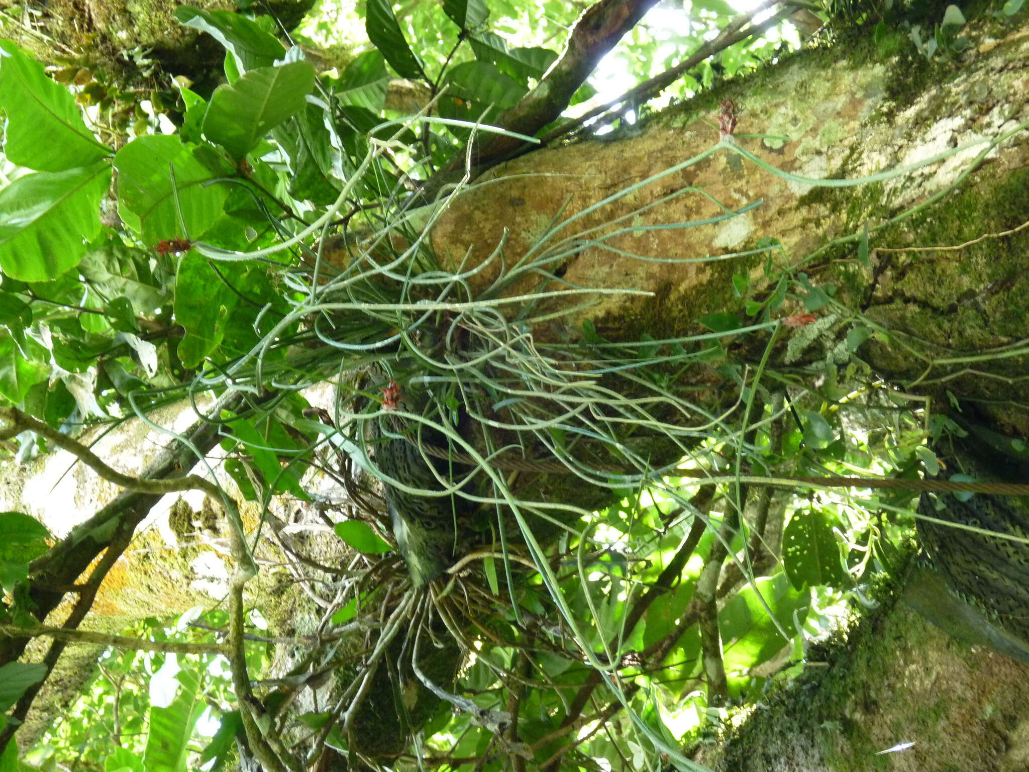 Image de Acanthostachys strobilacea (Schult. & Schult. fil.) Klotzsch